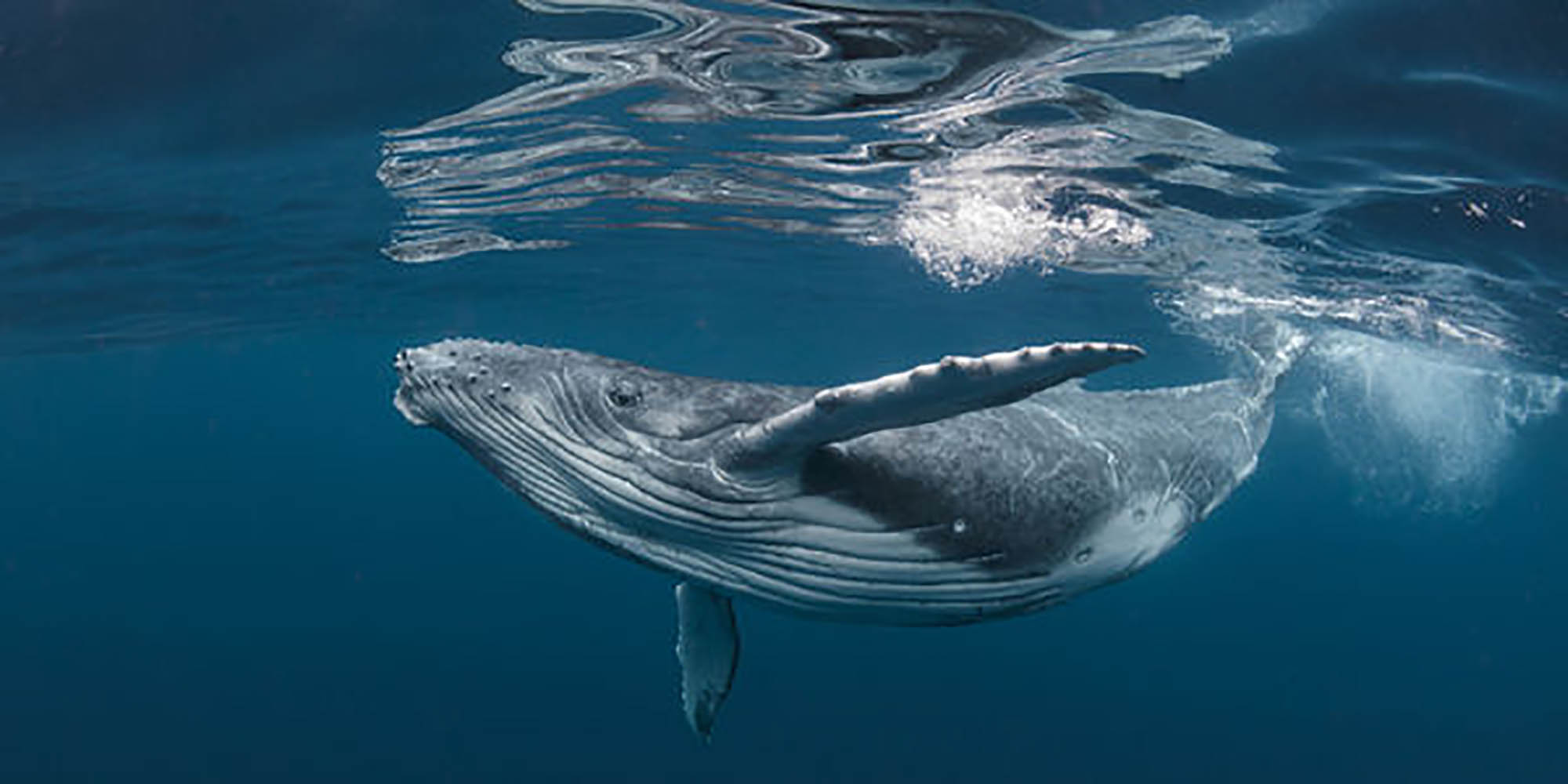 Analyse du chant des baleines
